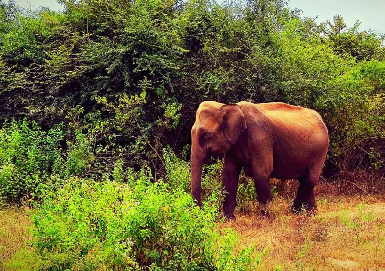 Elephant Paradise Safari Bungalow 우다왈라웨 외부 사진