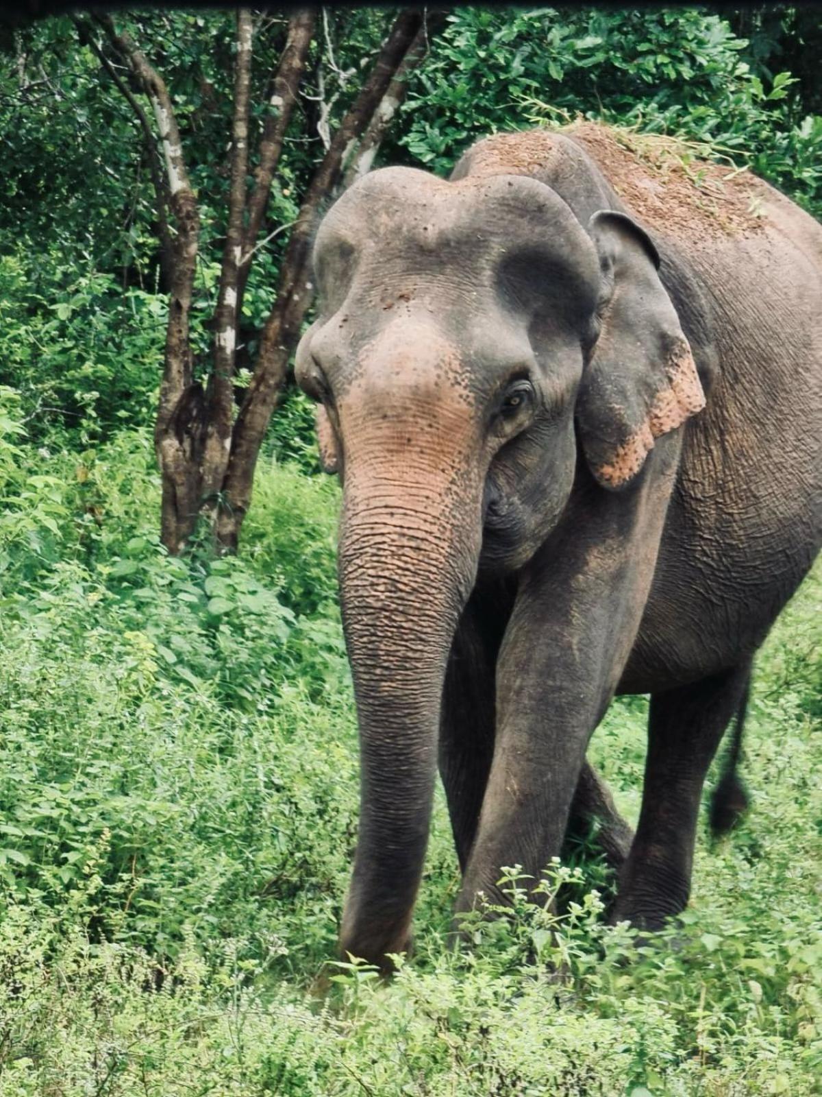 Elephant Paradise Safari Bungalow 우다왈라웨 외부 사진