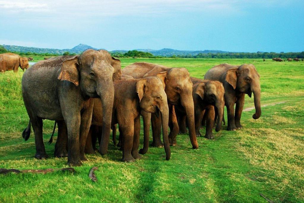 Elephant Paradise Safari Bungalow 우다왈라웨 외부 사진