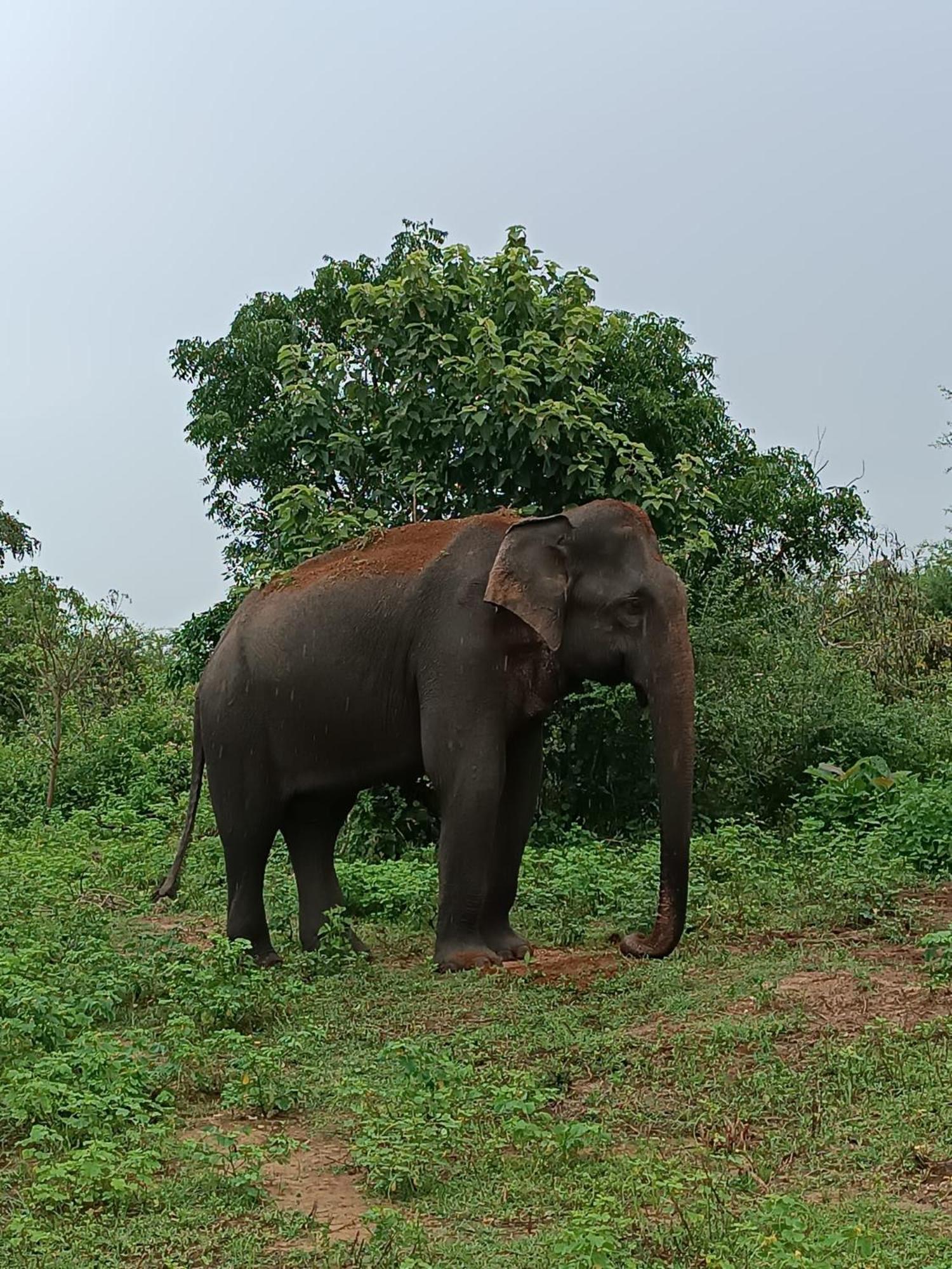 Elephant Paradise Safari Bungalow 우다왈라웨 외부 사진